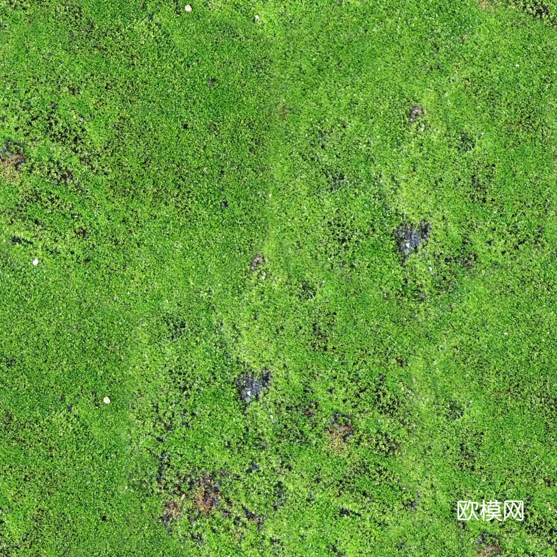草地 草坪 地面