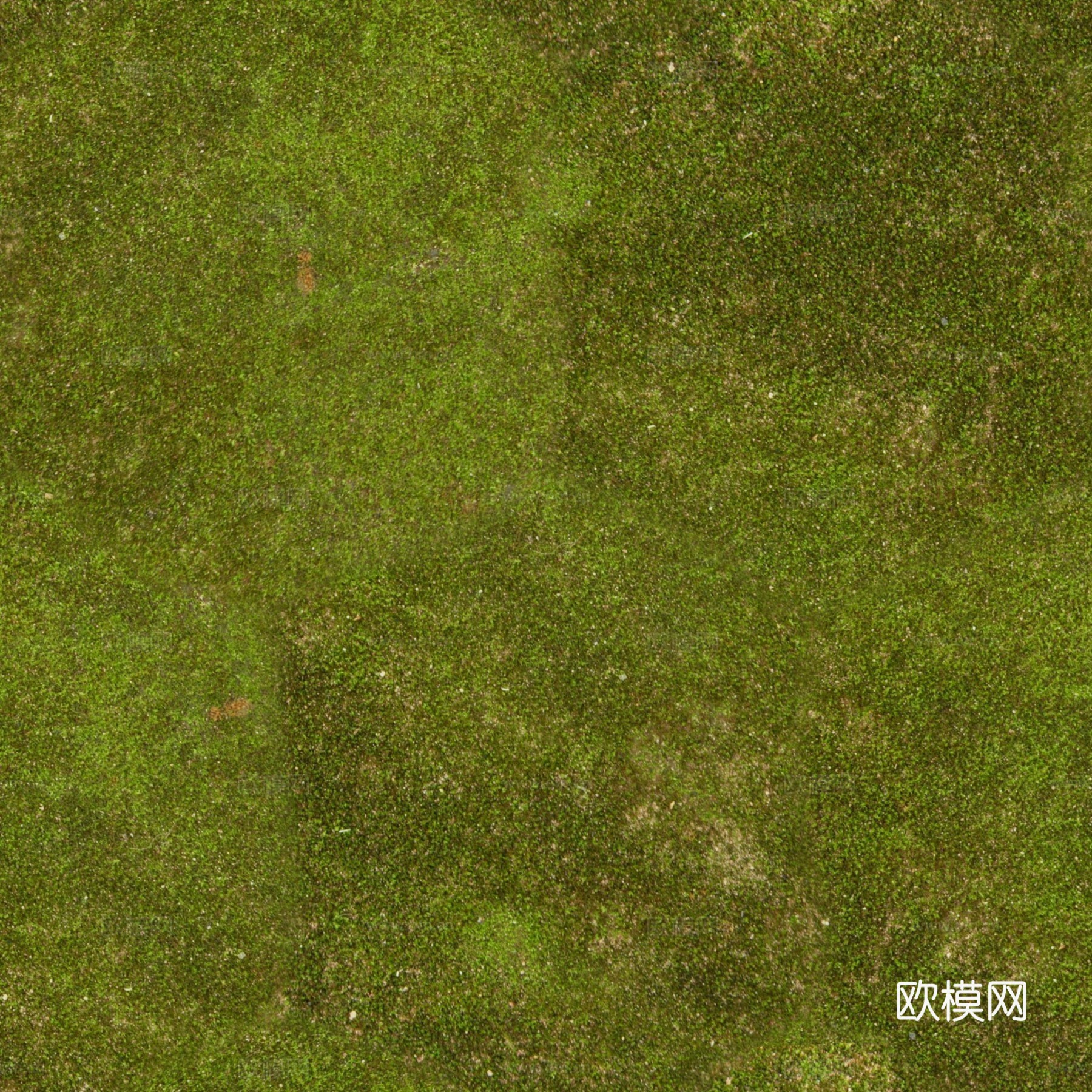 草地 草坪 地面