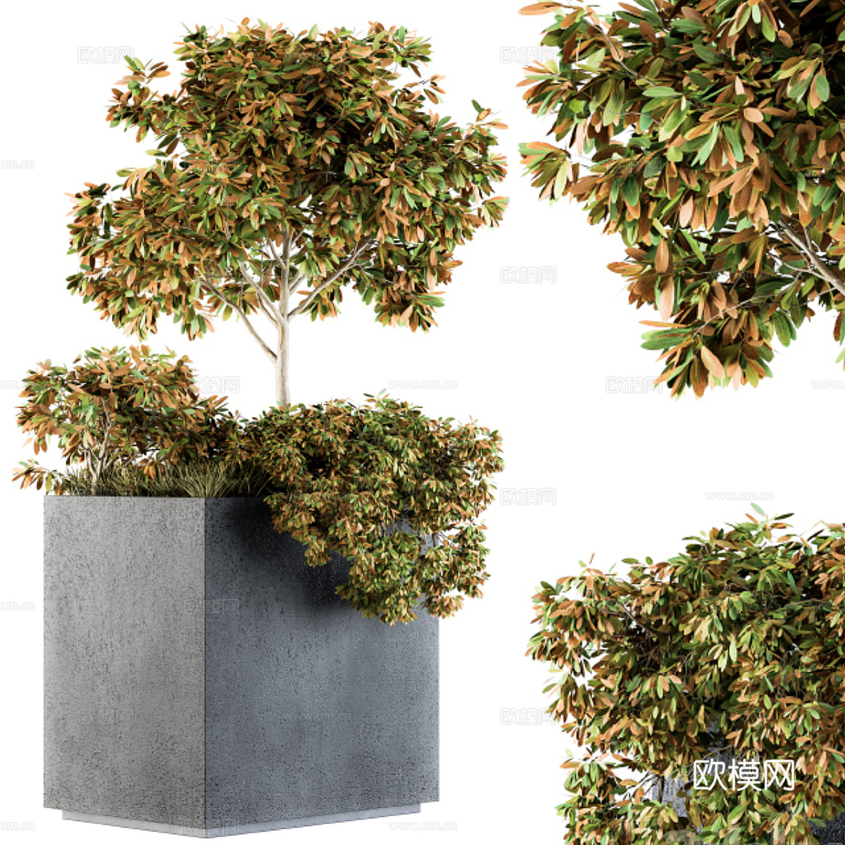 植物盆景3d模型