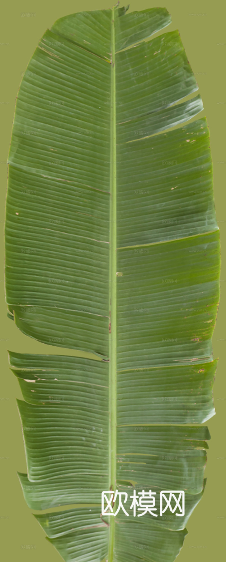 植物树叶