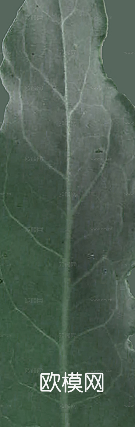 绿色植物树叶