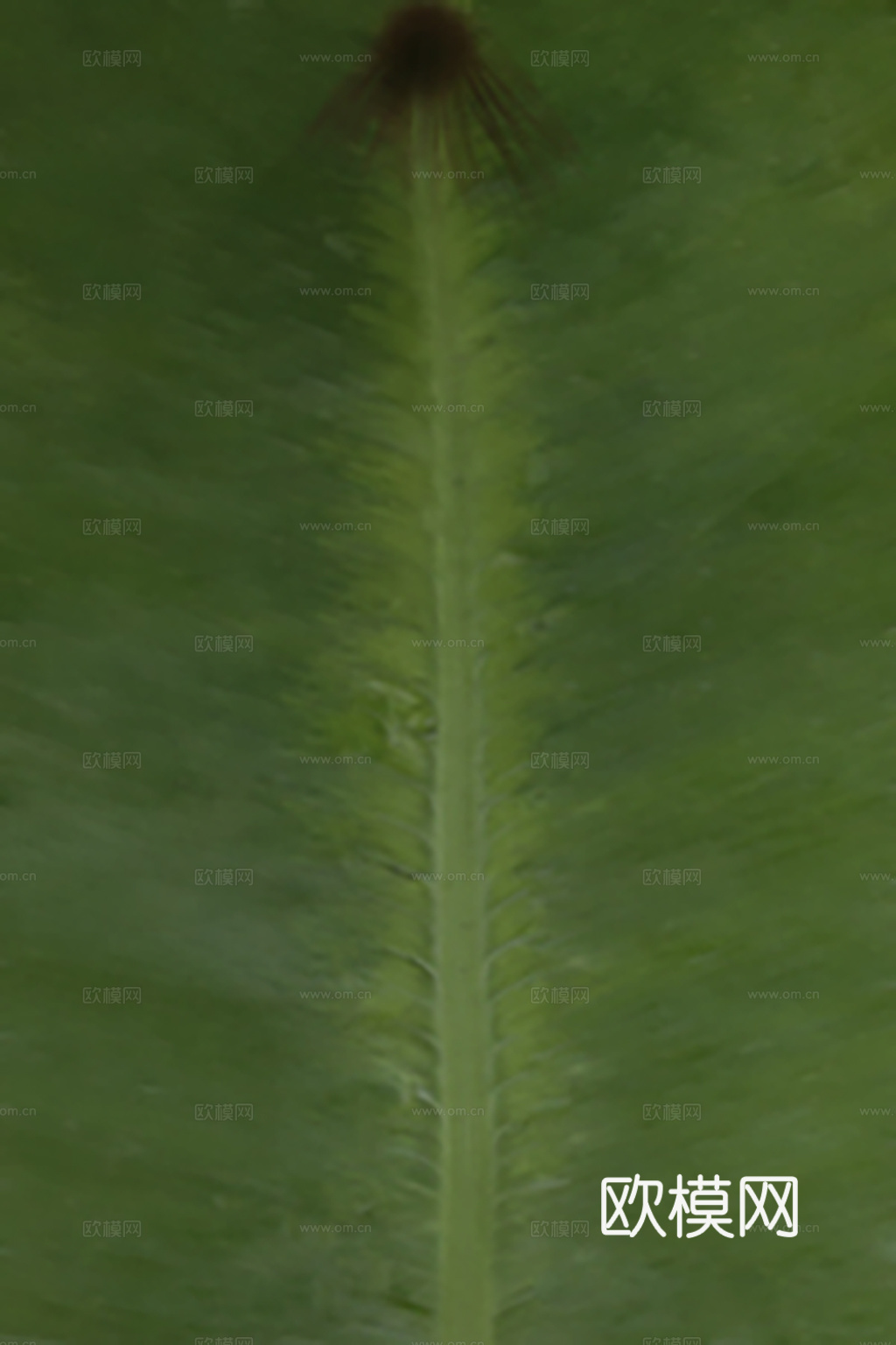植物树叶