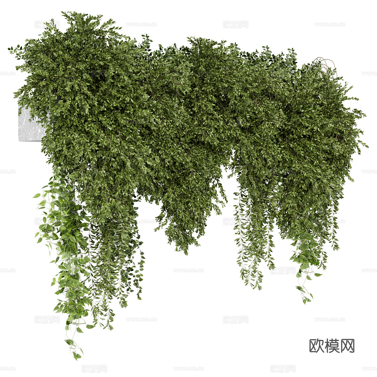 悬挂植物3d模型