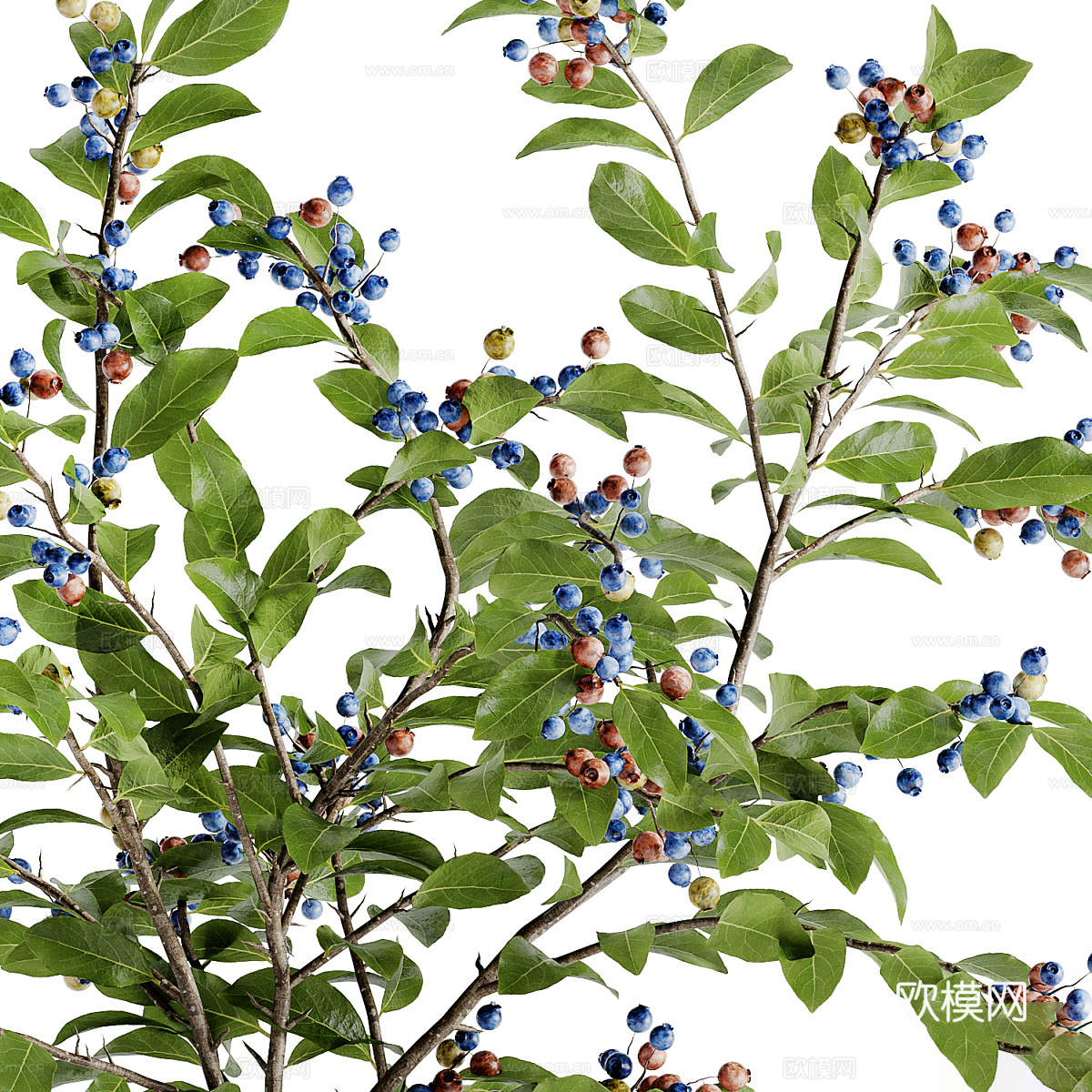 现代蓝莓花束 花瓶花艺3d模型