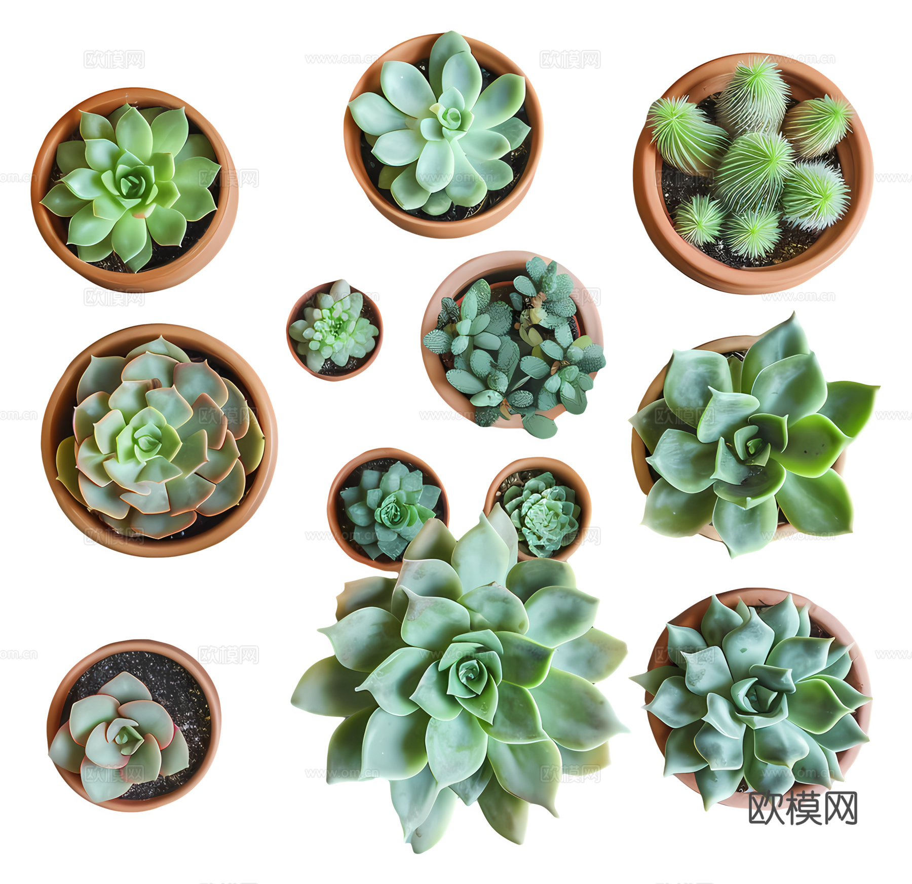 免抠多肉 小盘栽 多肉下载