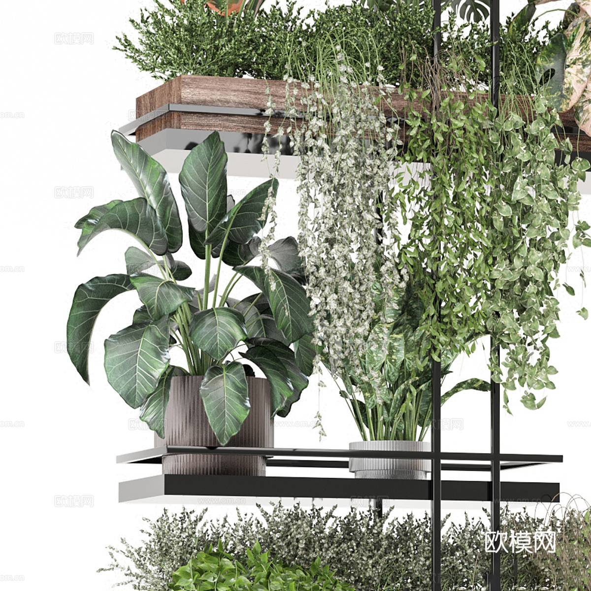 植物架 悬挂植物 盆景3d模型