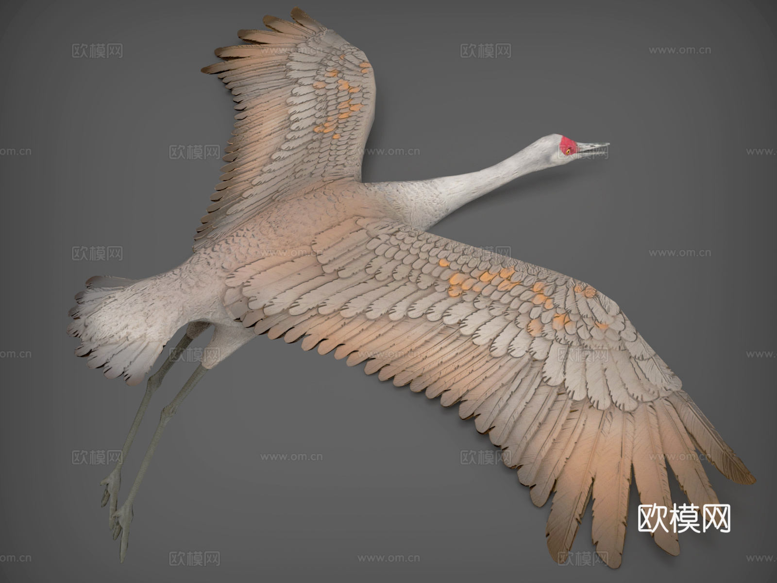 鹤  飞鸟  仙鹤  丹顶鹤  飞鹤3d模型
