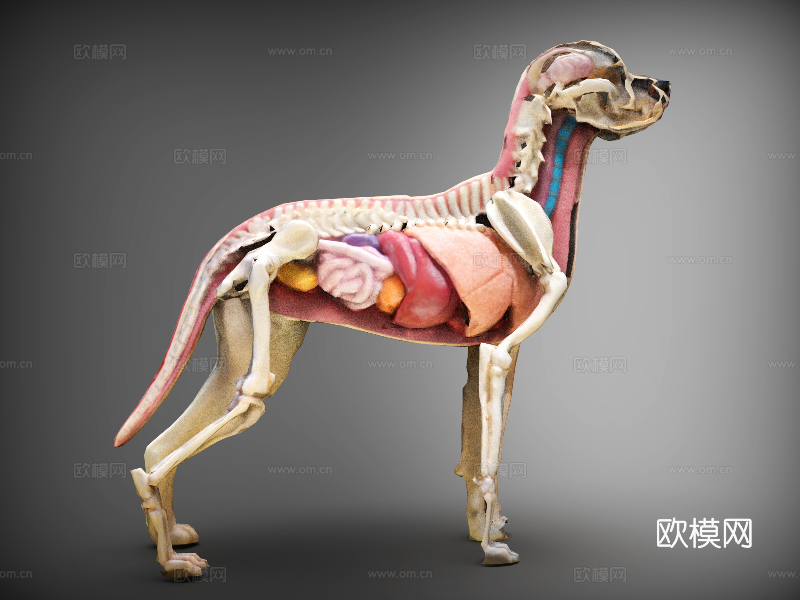 狗  内脏  心肝脾肺  狗的剖面图   狗解剖3d模型