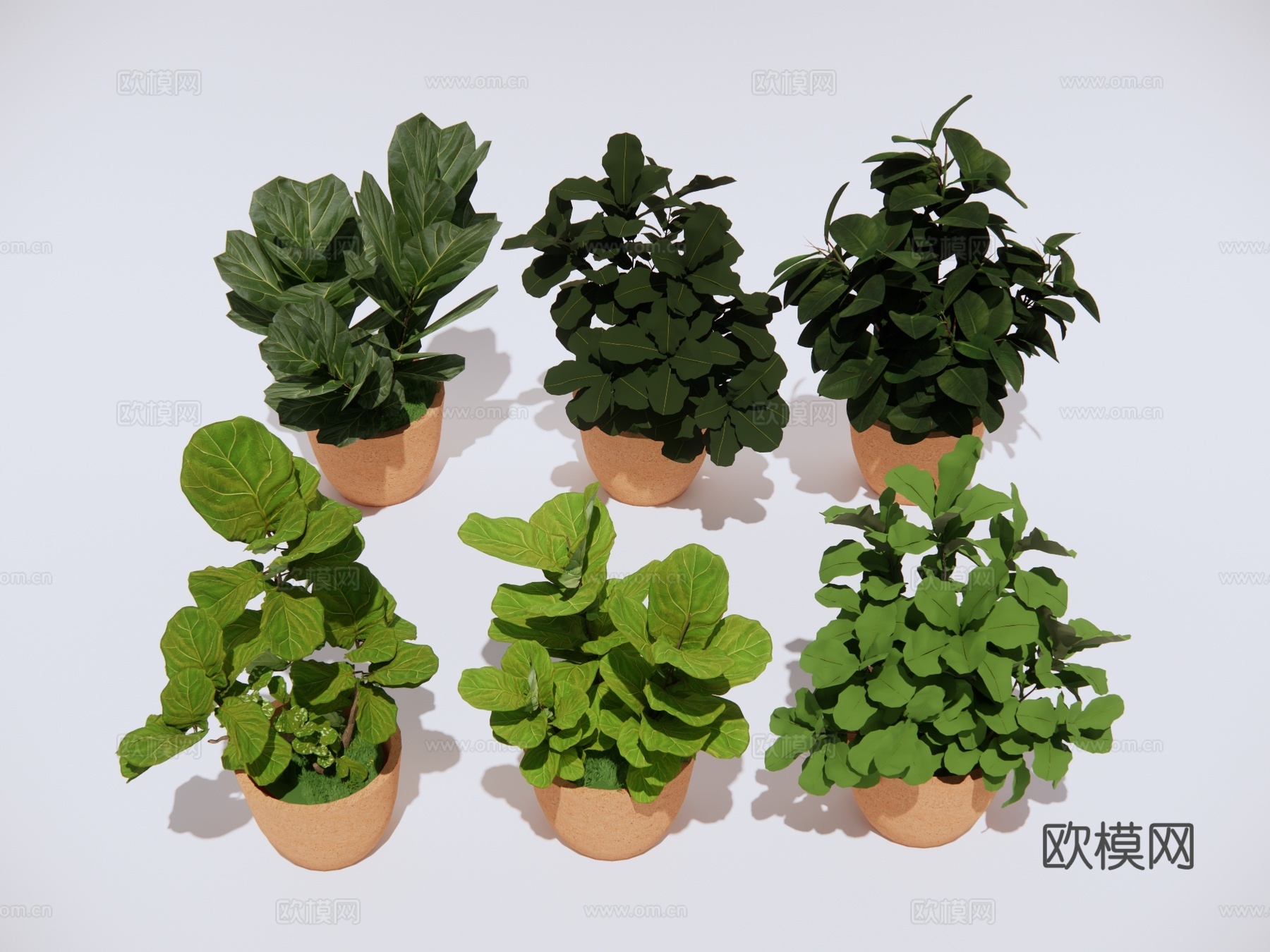 琴叶榕绿植 景观盆栽植物su模型