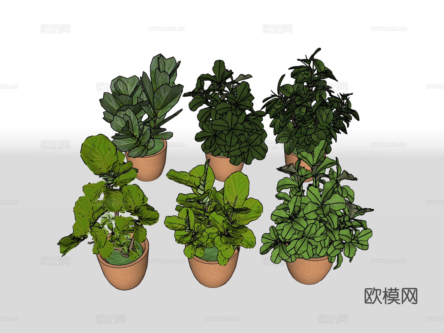 琴叶榕绿植 景观盆栽植物su模型