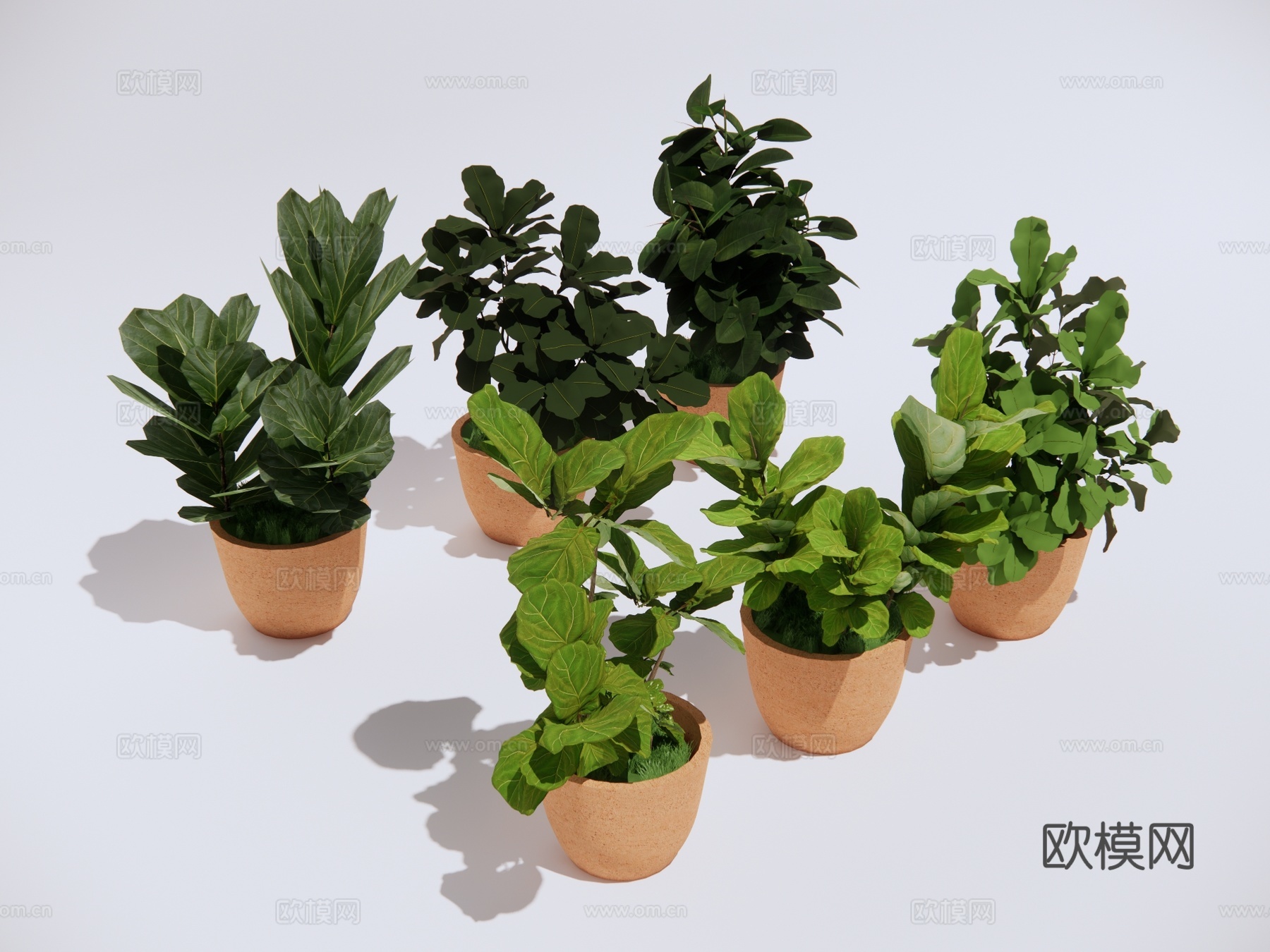 琴叶榕绿植 景观盆栽植物su模型