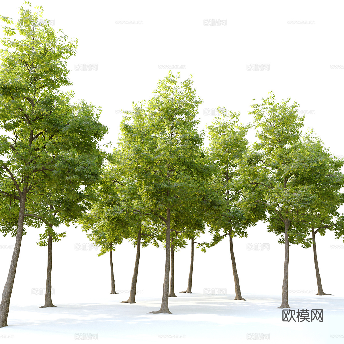 榆树3d模型