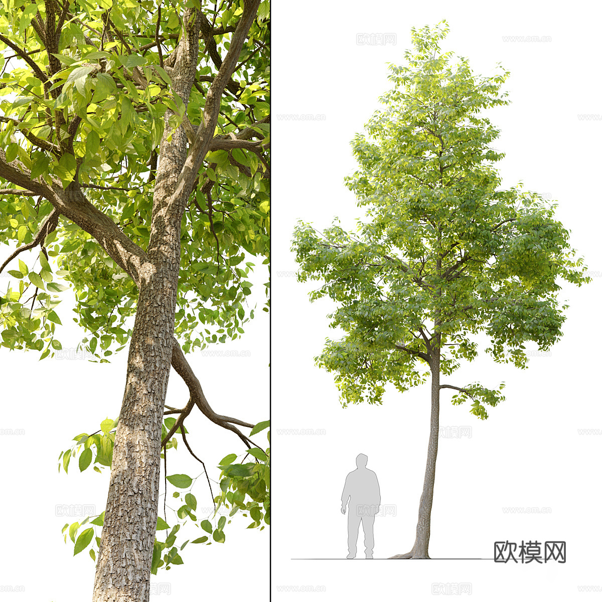 榆树3d模型