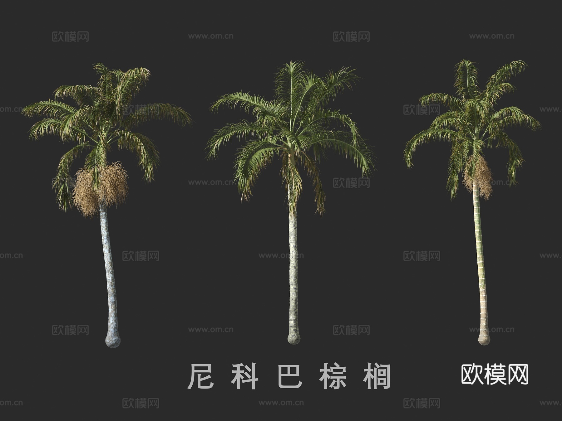 尼科巴棕榈3d模型