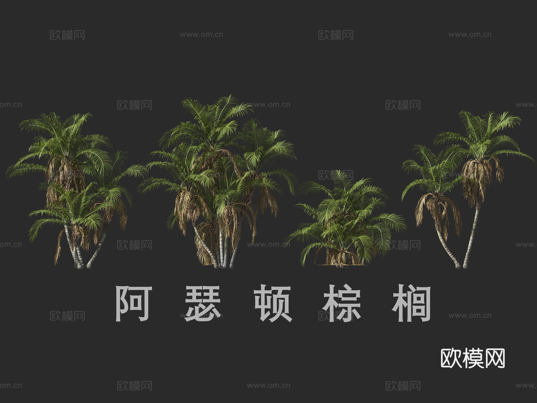 阿瑟顿棕榈3d模型