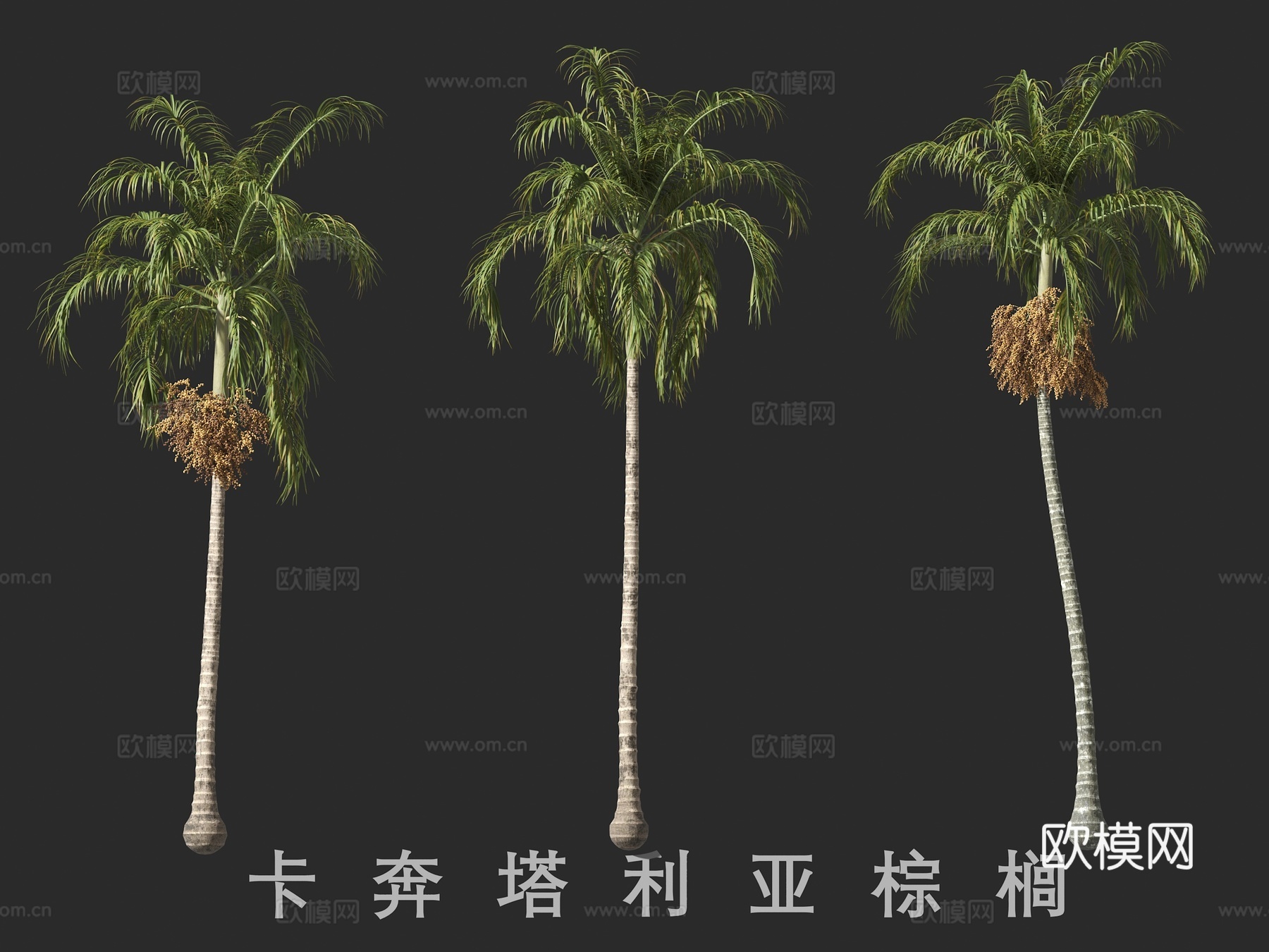 卡奔塔利亚棕榈3d模型下载