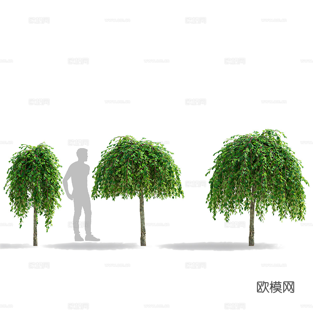 柳山羊树3d模型