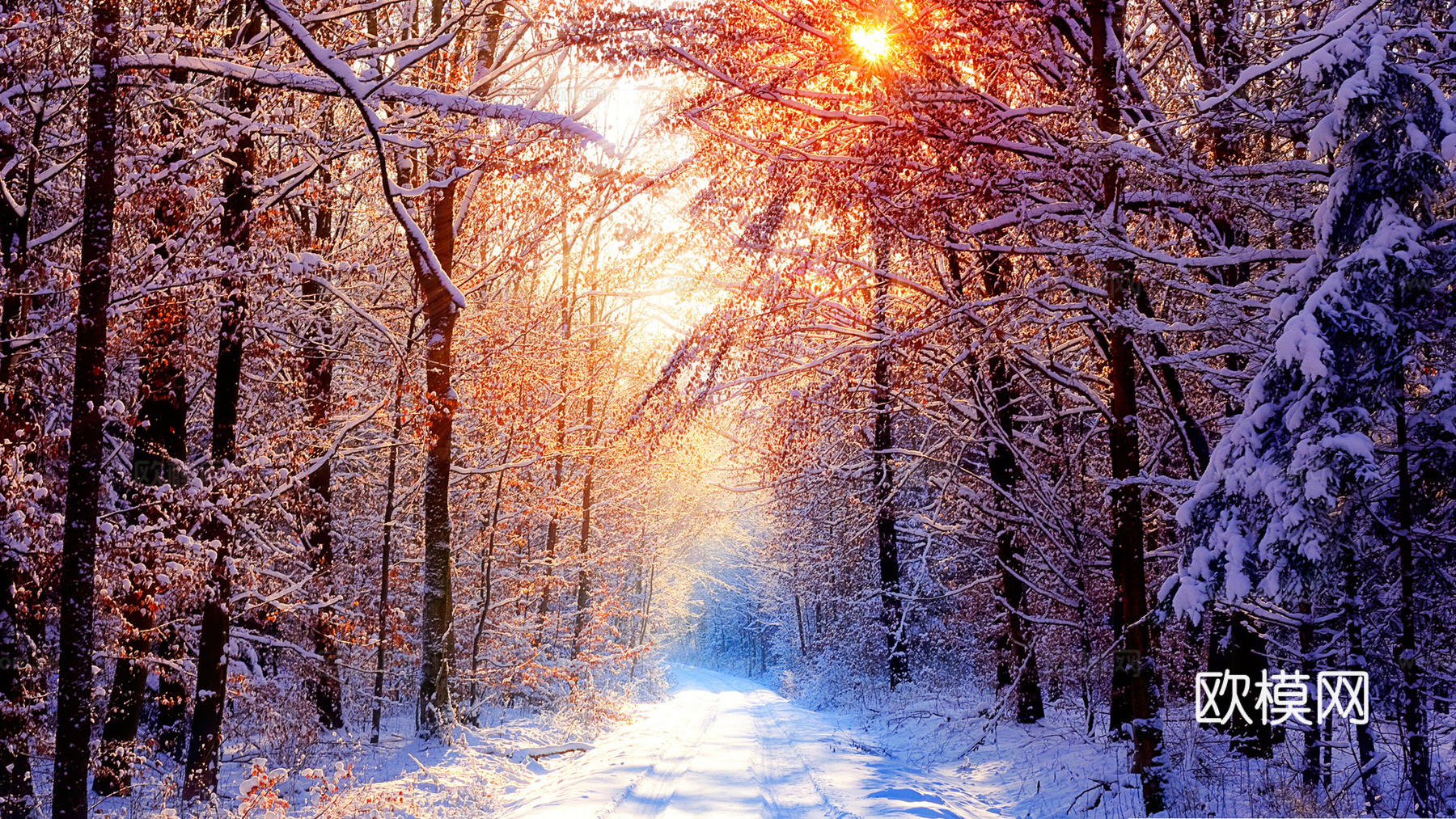 早晨树林雪景