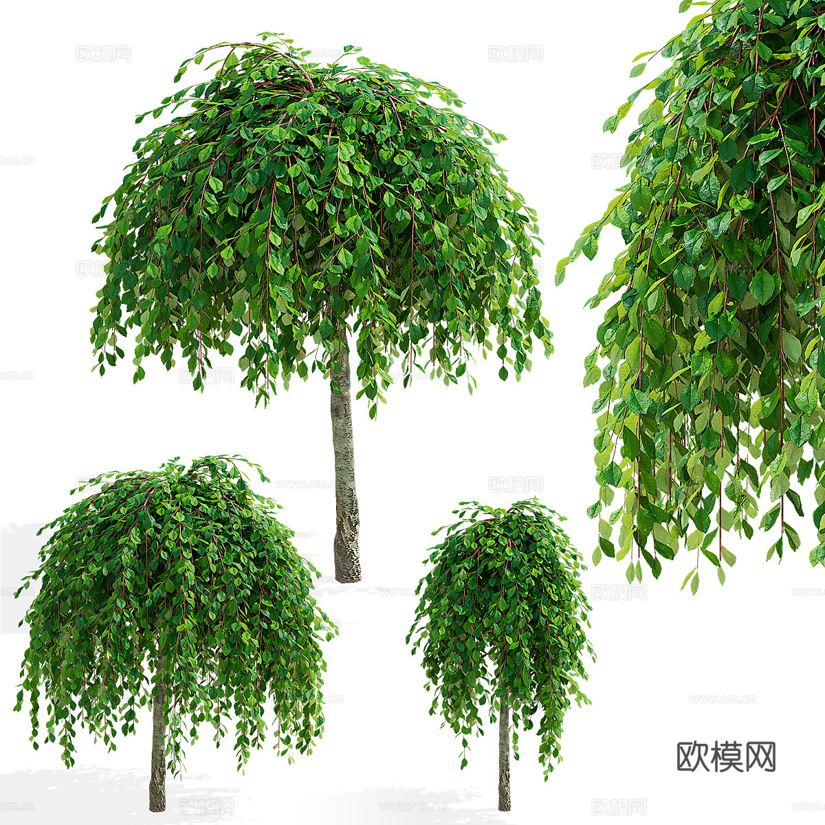 柳山羊树3d模型