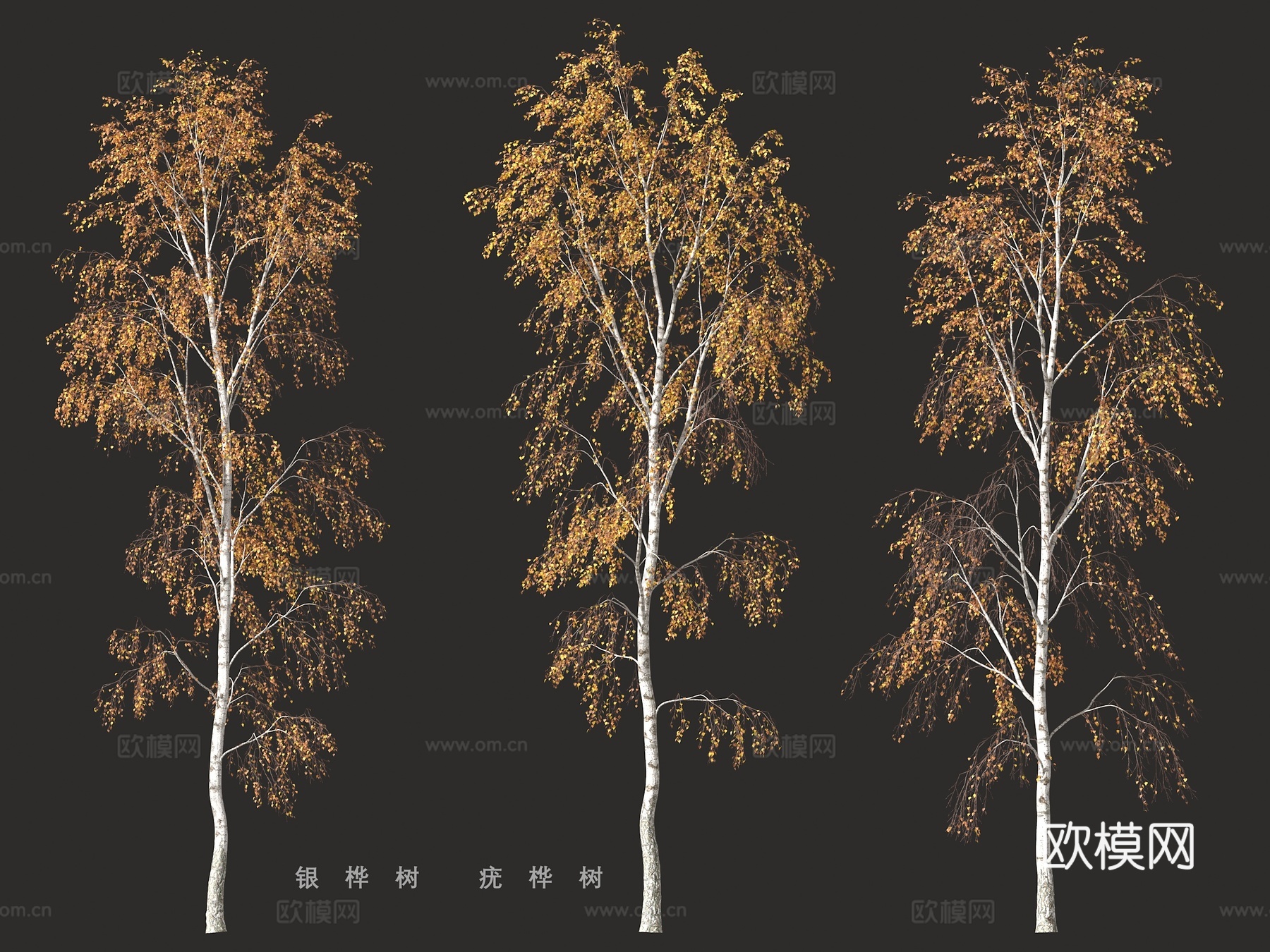 银桦树、疣桦树3d模型