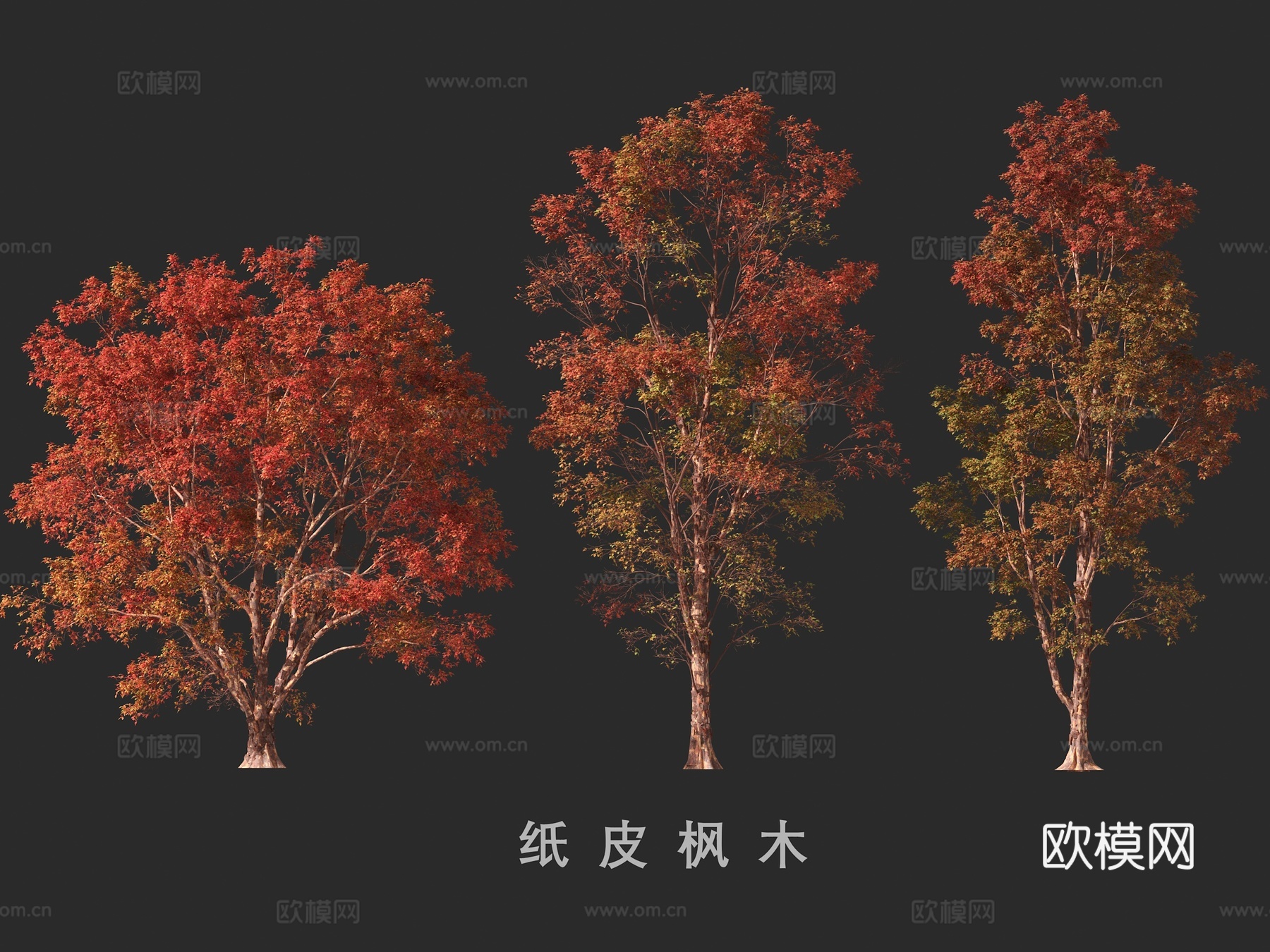 纸皮枫木3d模型