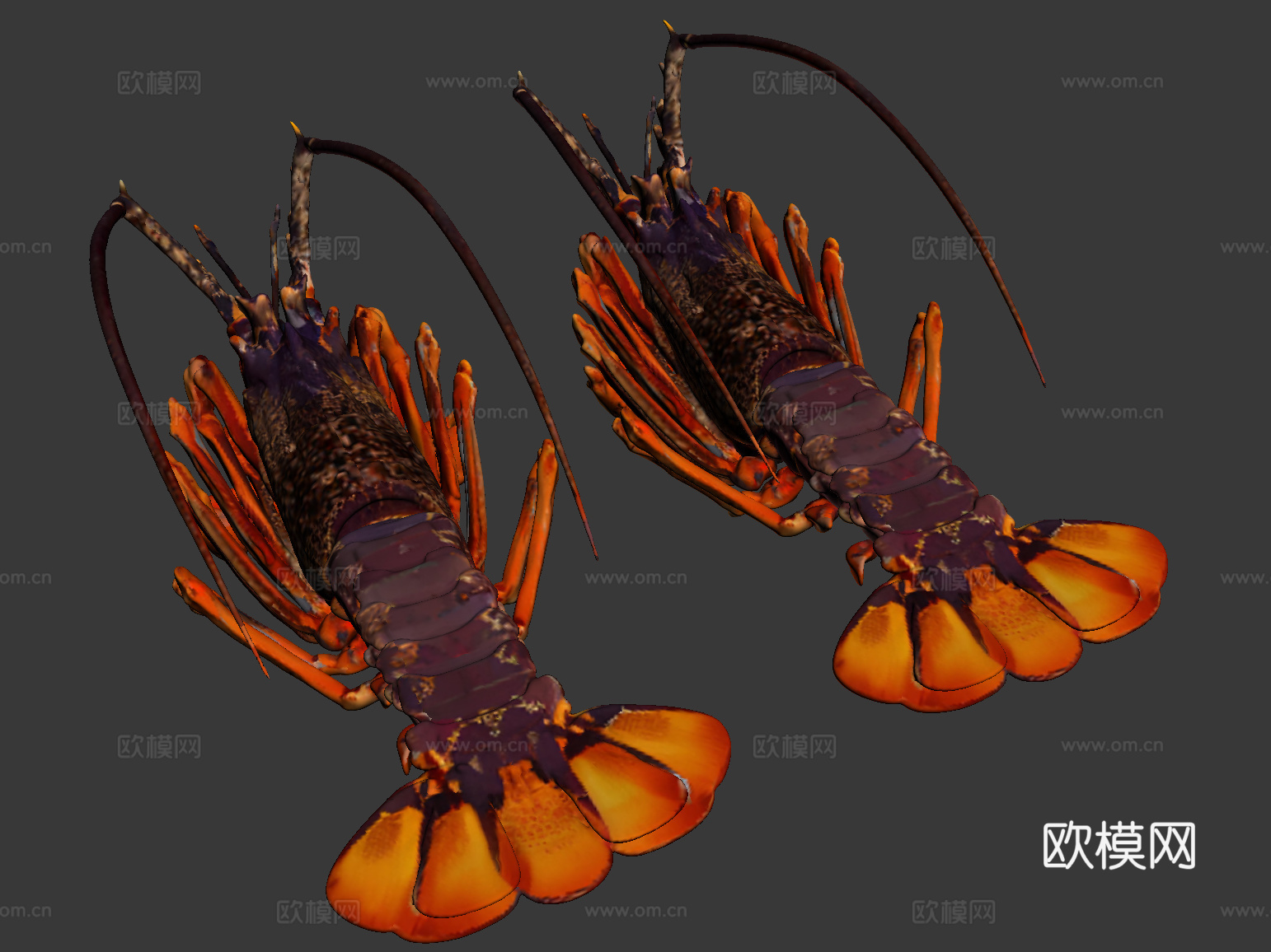 龙虾，小龙虾，澳龙，虾，卡通虾，海鲜，水产，河虾，水产品，虾su模型