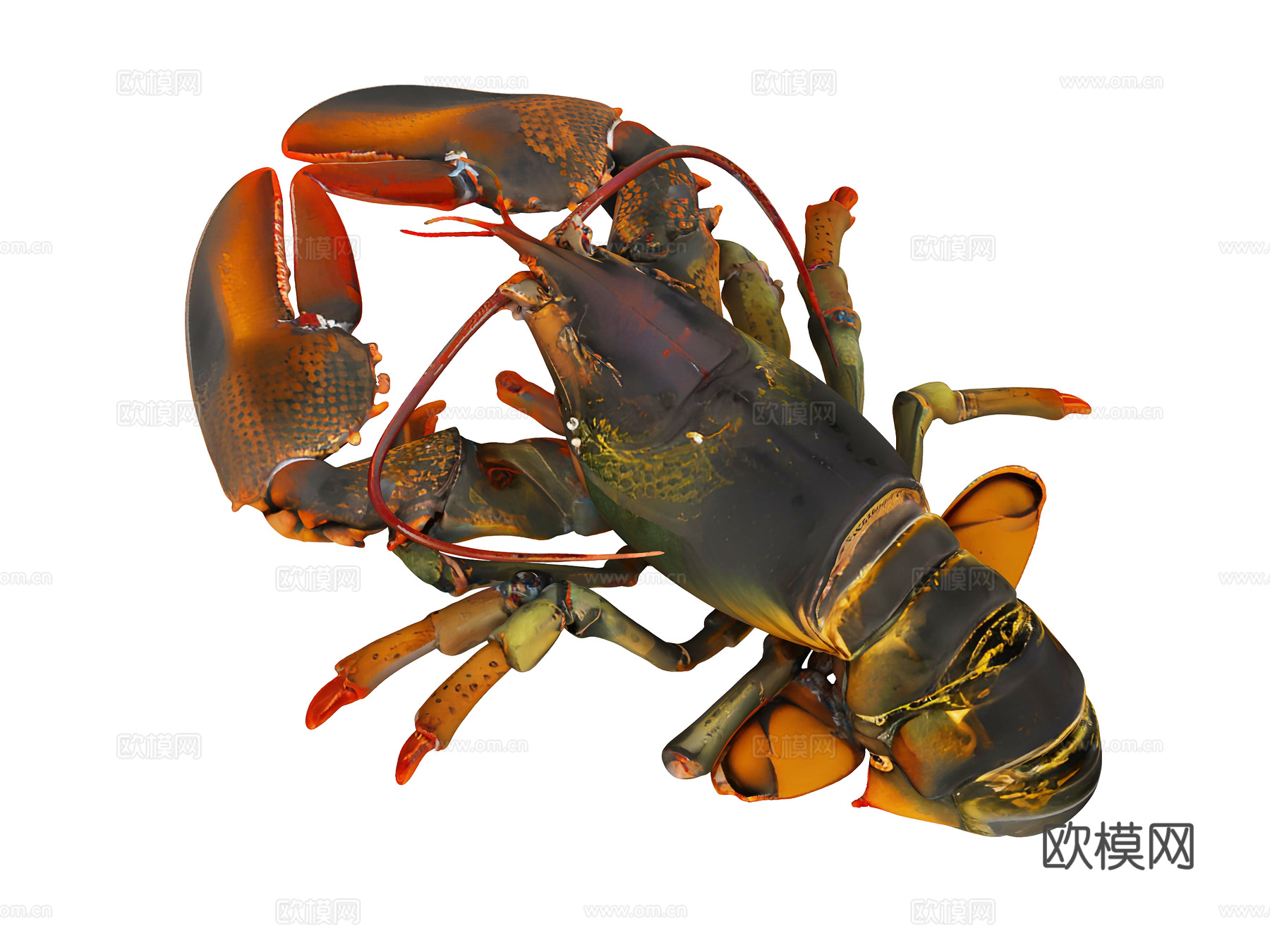 龙虾，小龙虾，澳龙，虾，卡通虾，海鲜，水产，河虾，水产品，虾su模型