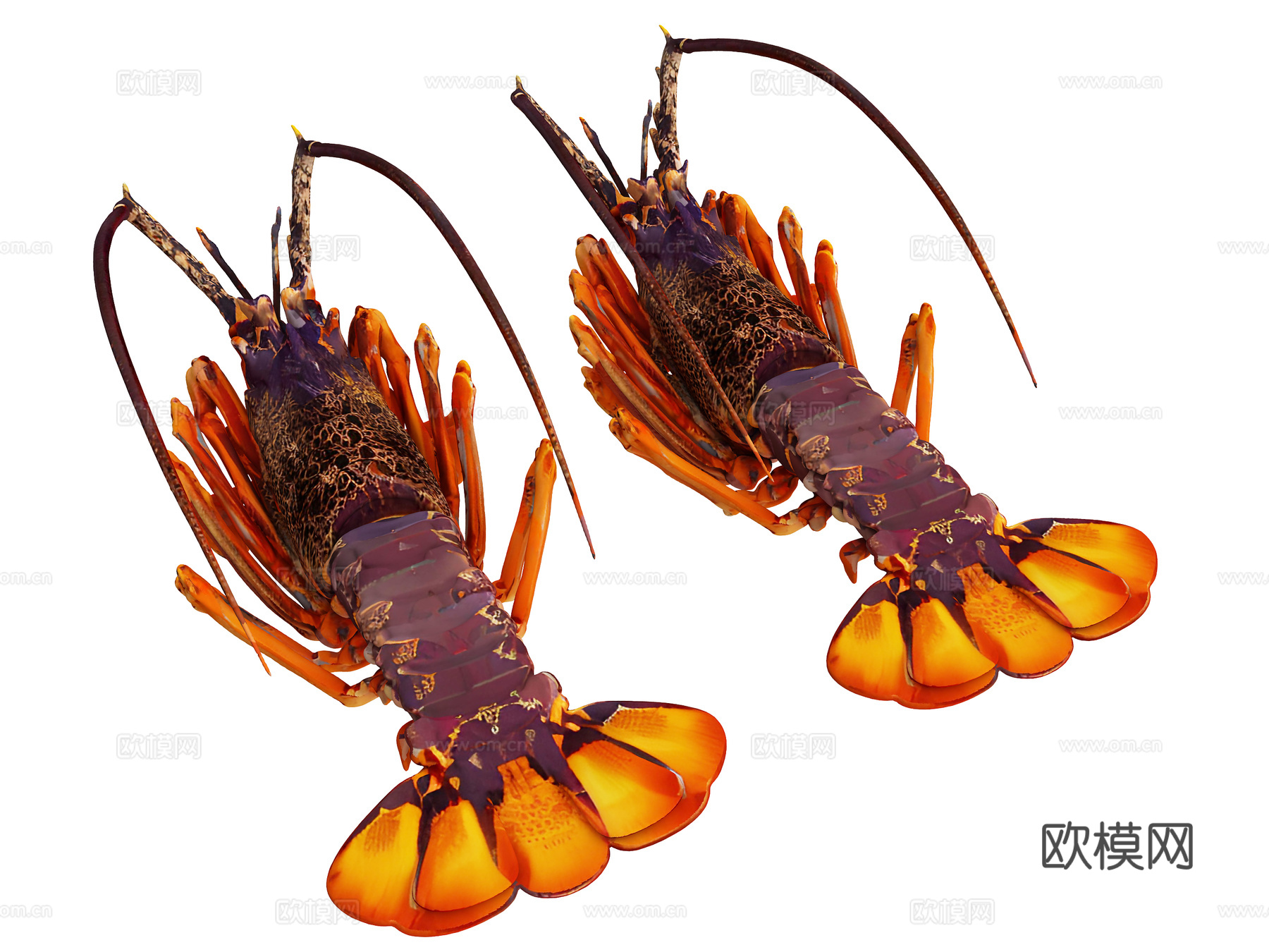 龙虾，小龙虾，澳龙，虾，卡通虾，海鲜，水产，河虾，水产品，虾su模型