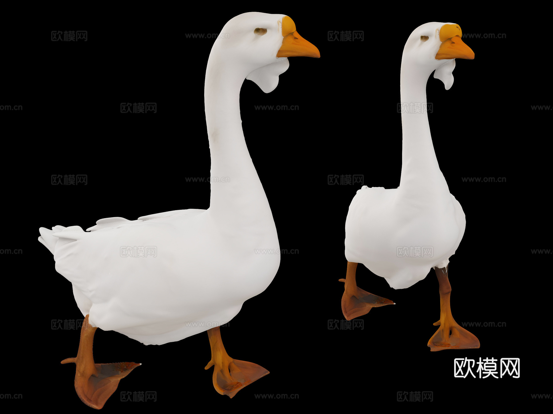鹅 家禽 动物 牲畜 大白鹅 大鹅 天鹅 家鹅 鸡鸭鹅3d模型