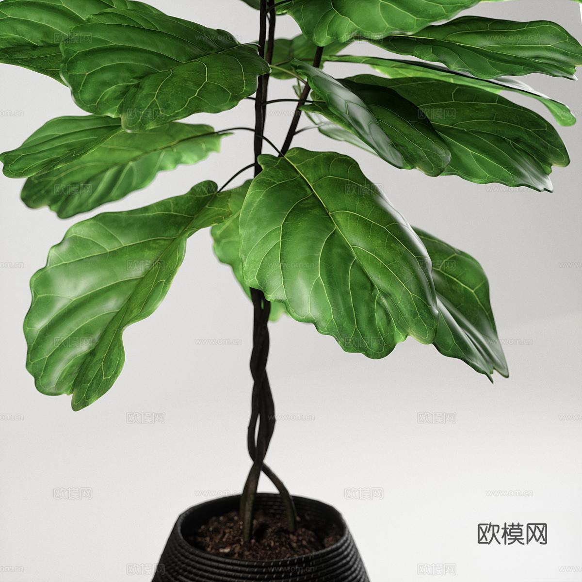 现代绿植 植物盆栽 室内绿植 榕树 榕树盆栽 绿色植物 植物3d模型