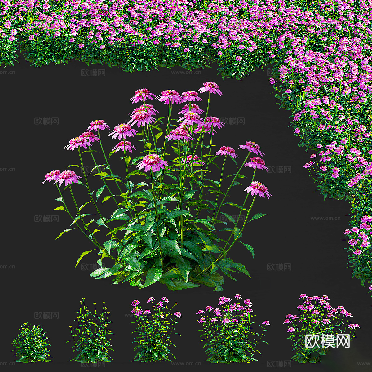 紫锥菊花 洋甘菊3d模型