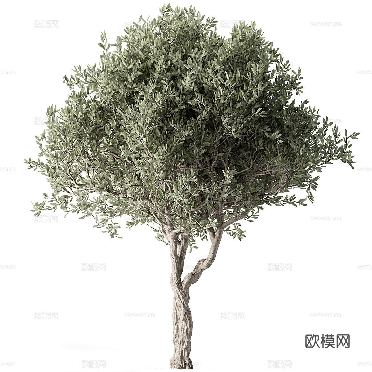 橄榄树3d模型