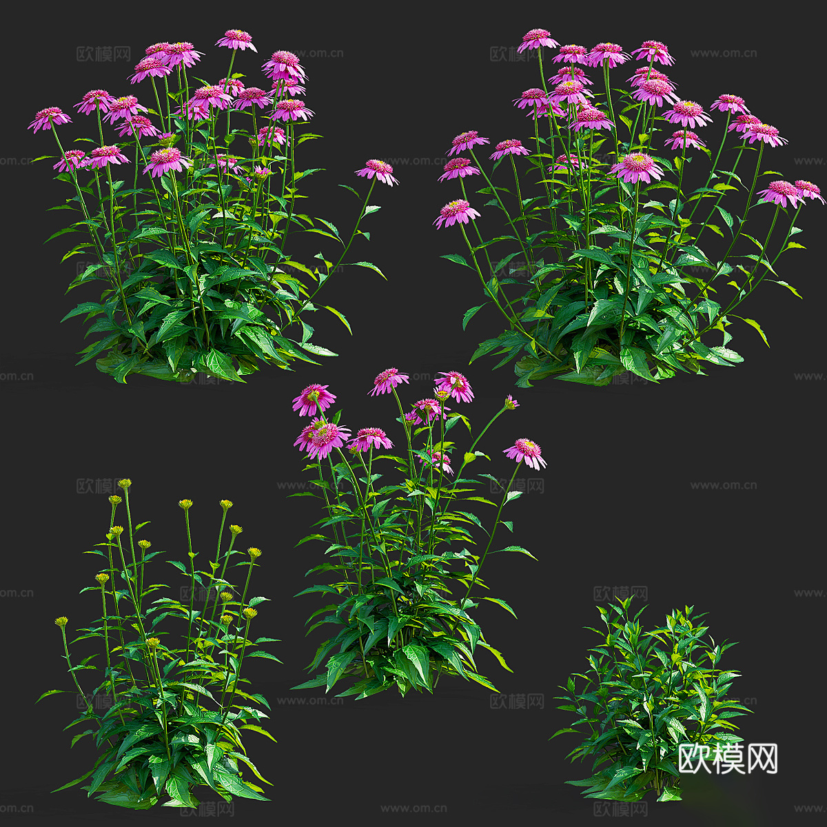 紫锥菊花 洋甘菊3d模型