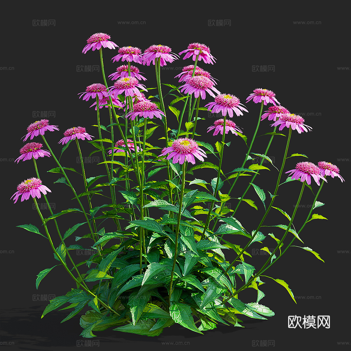 紫锥菊花 洋甘菊3d模型