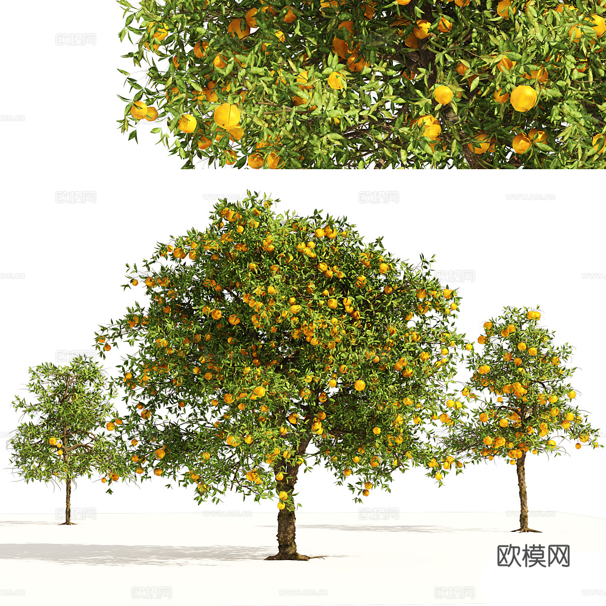 果树 橙子果树 柑橘果树3d模型