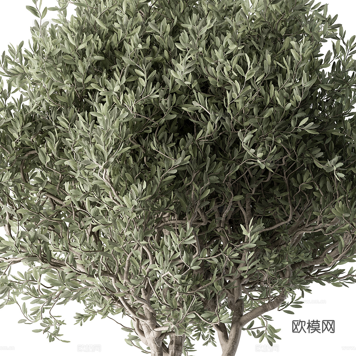橄榄树3d模型