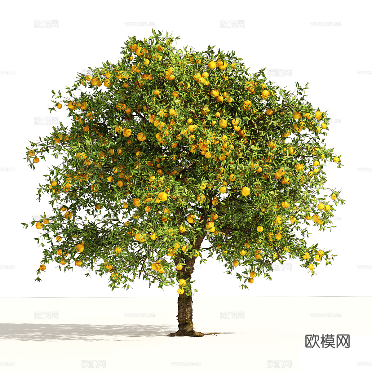 果树 橙子果树 柑橘果树3d模型