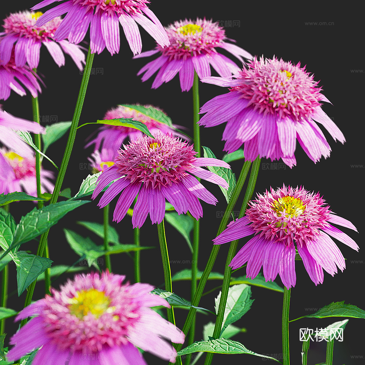 紫锥菊花 洋甘菊3d模型