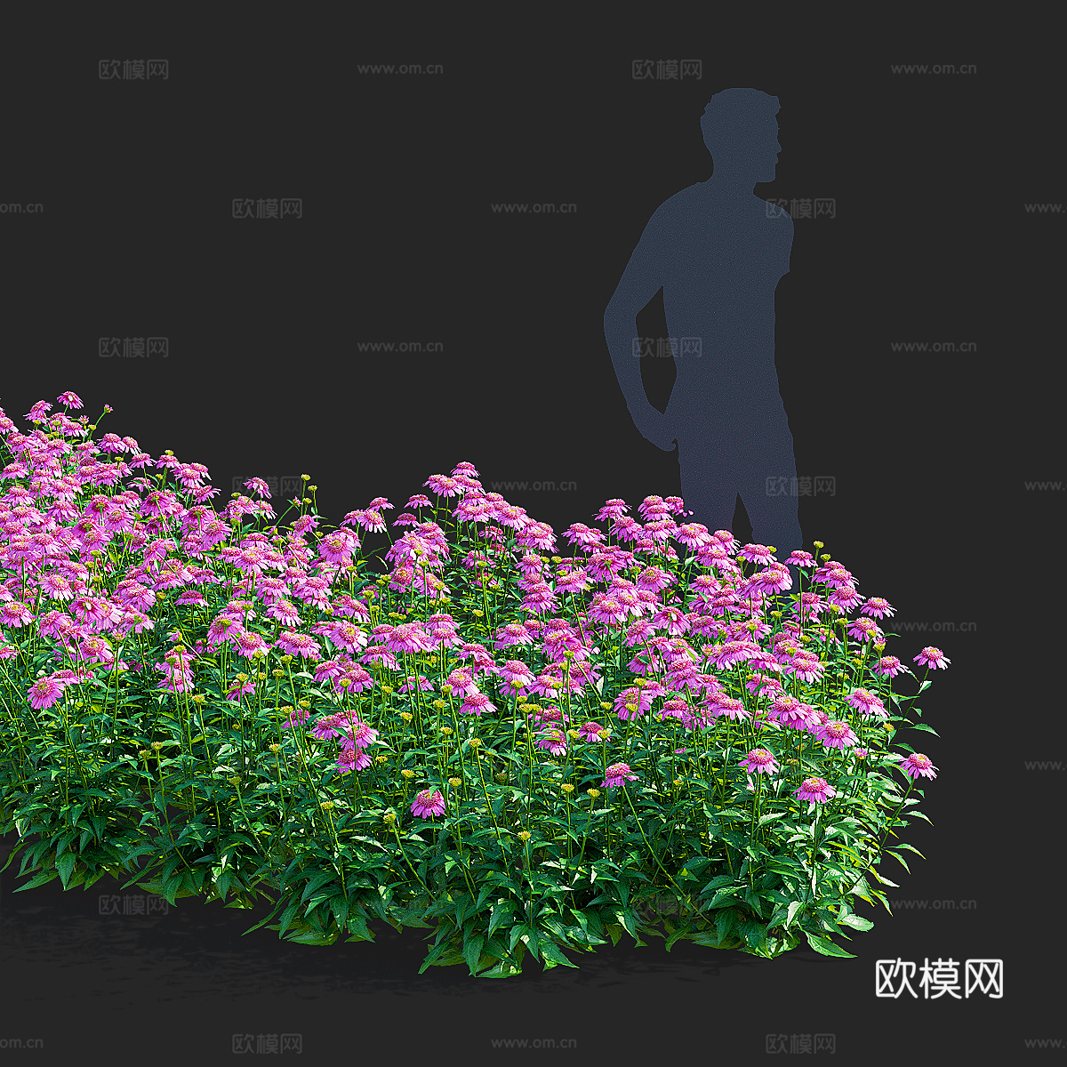 紫锥菊花 洋甘菊3d模型