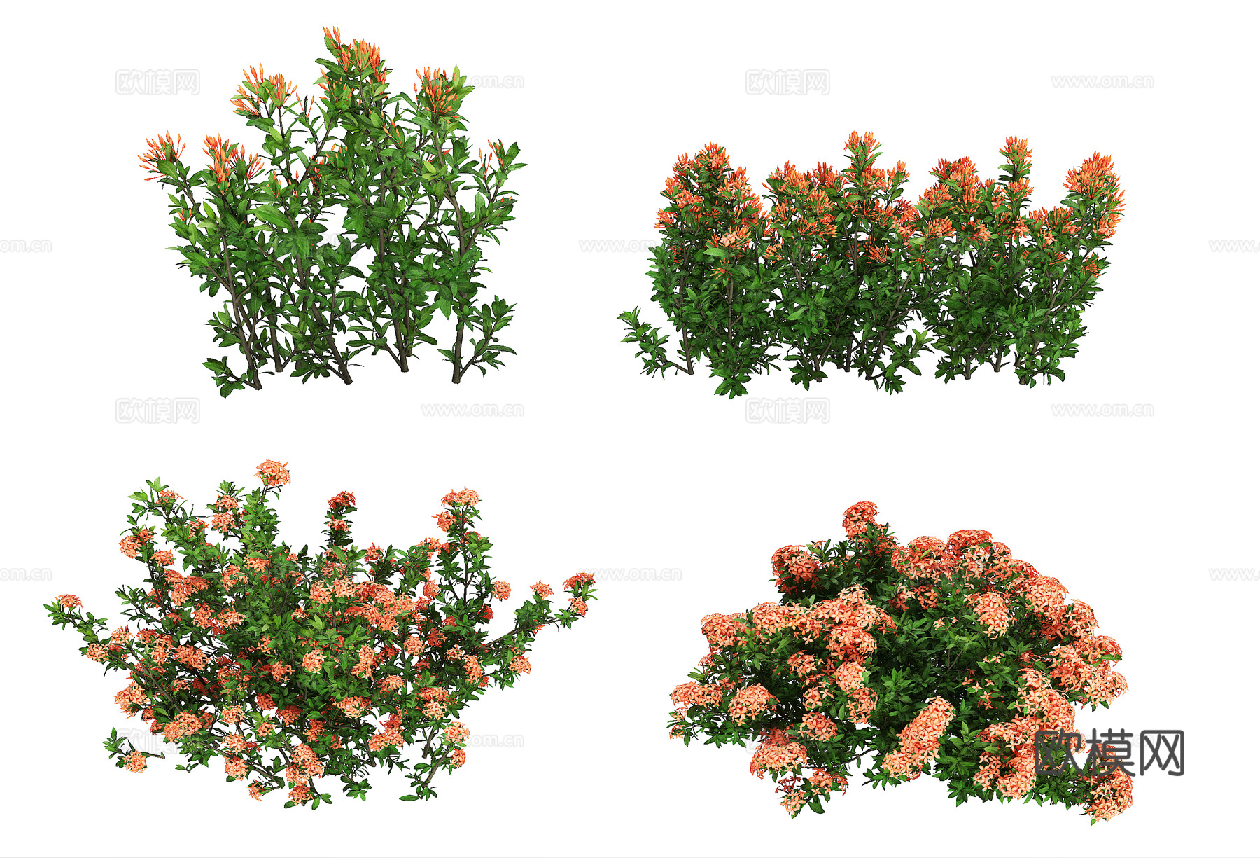 现代龙船花3d模型