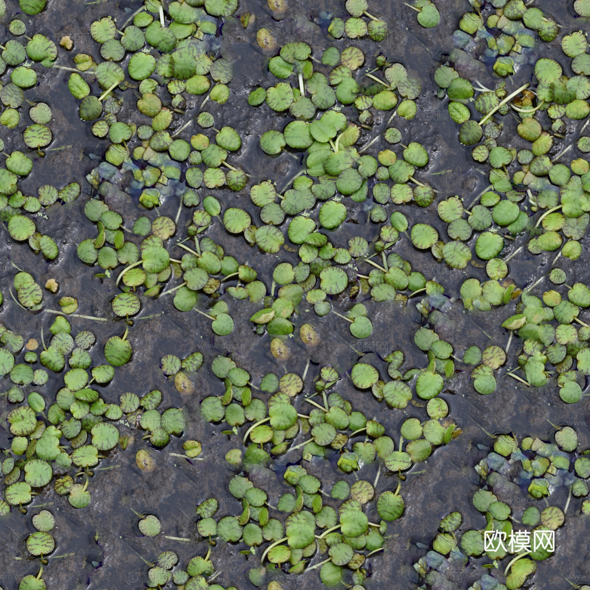无缝铜钱草水生植物贴图