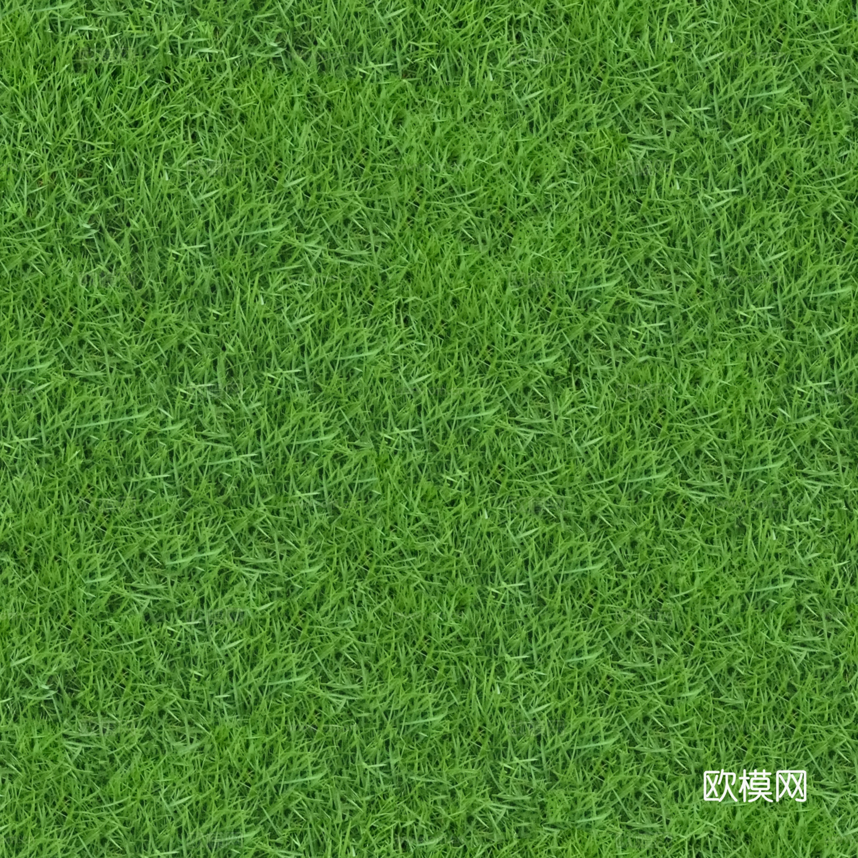 无缝草皮百慕大草贴图