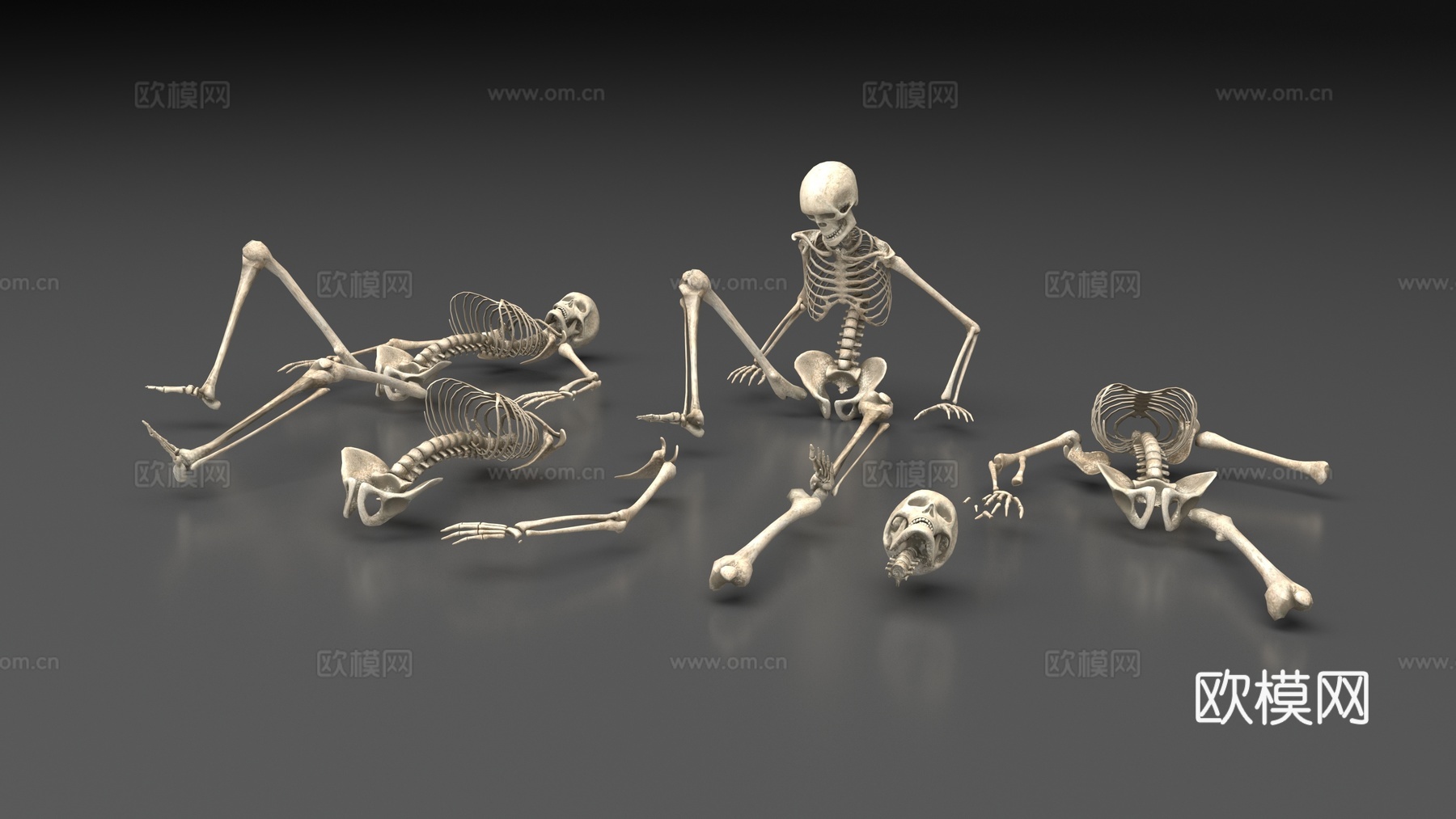 人类骨架3d模型