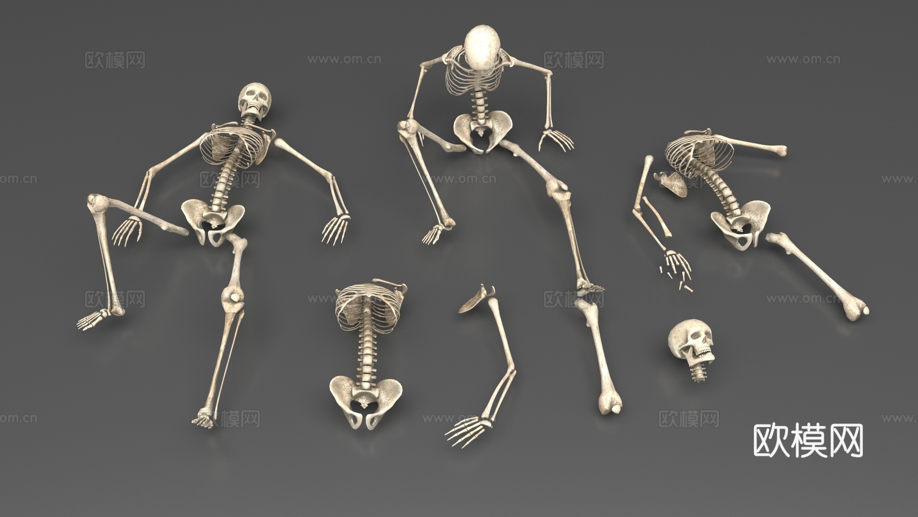 人类骨架3d模型