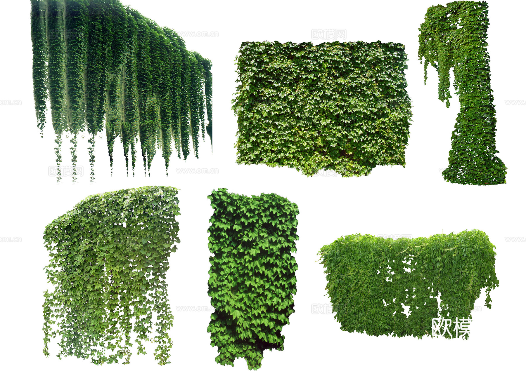 现代其他植物_爬山虎_爬藤类植物psd