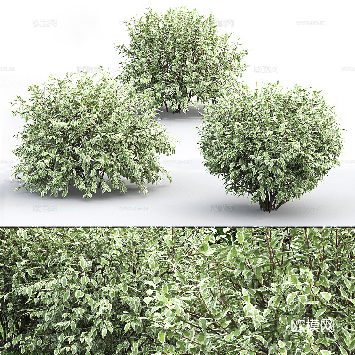 灌木绿植树3d模型
