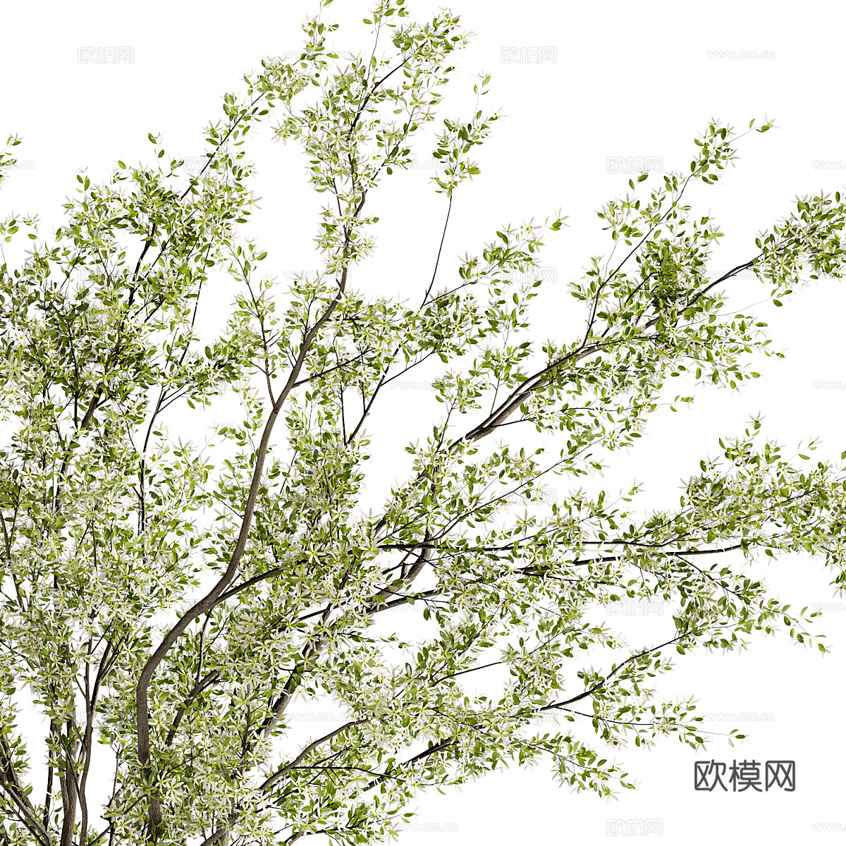 现代绿植盆栽3d模型下载（渲染图3）