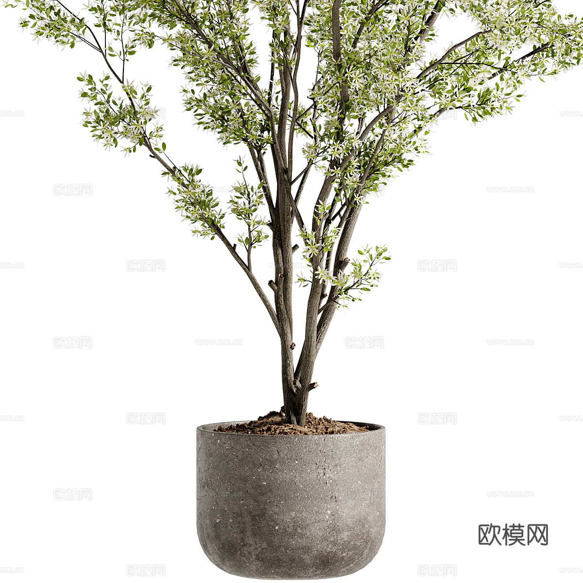 现代绿植盆栽3d模型下载（渲染图2）