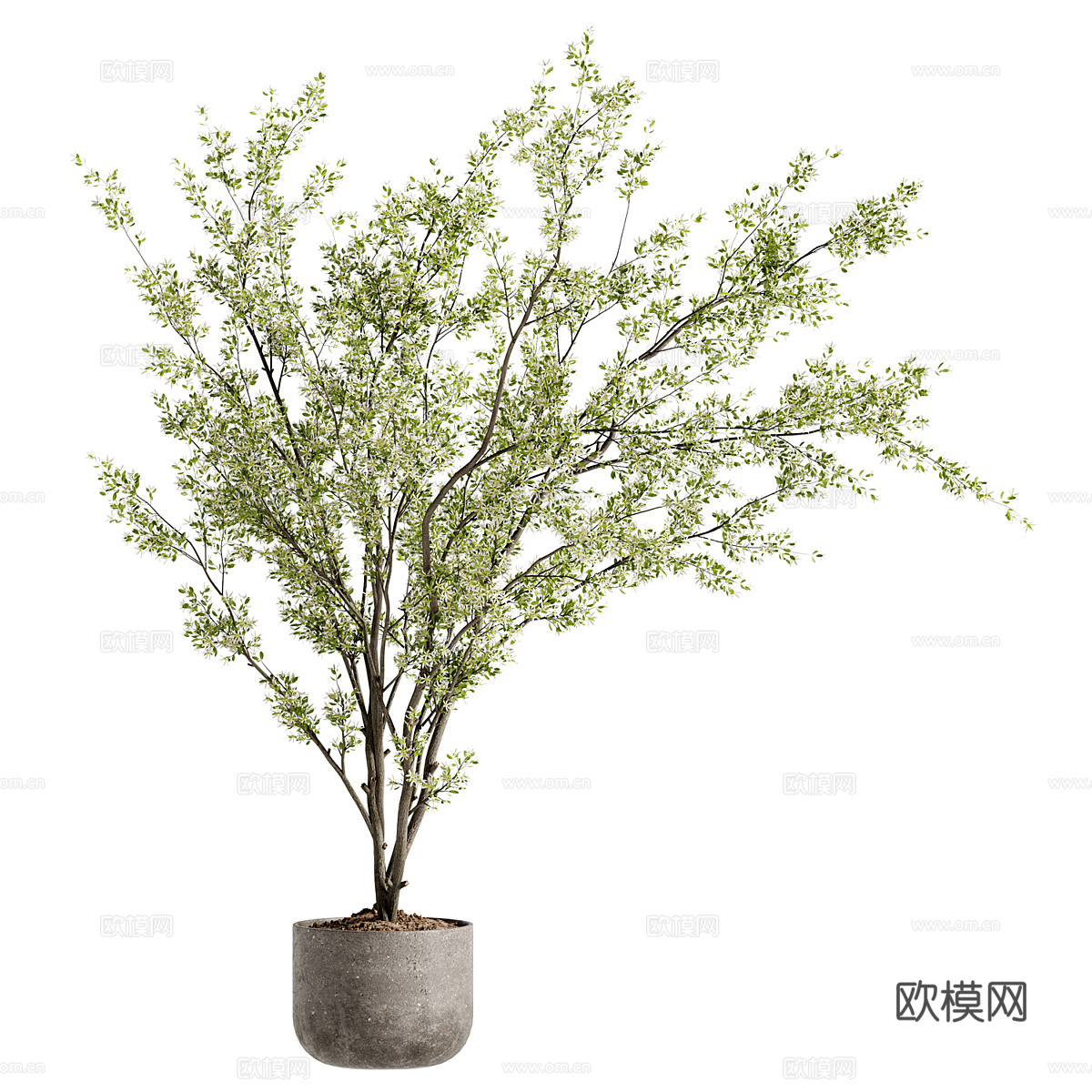 现代绿植盆栽3d模型下载（渲染图1）