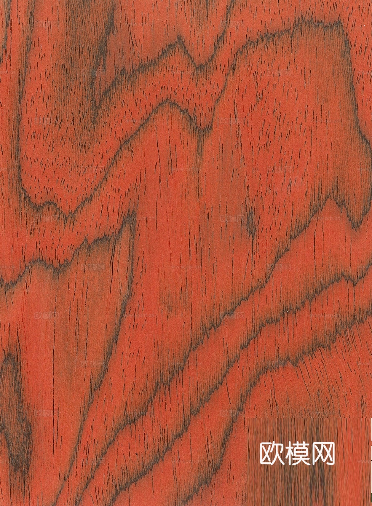 红枫木  木纹
